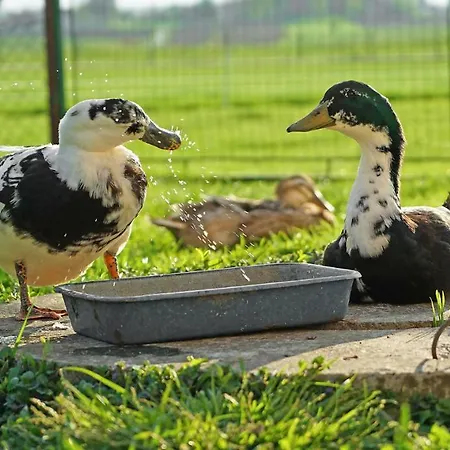 Fortun Estate - Apartmaji Ob Reki Kolpi Metlika