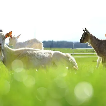Fortun Estate - Apartmaji Ob Reki Kolpi *