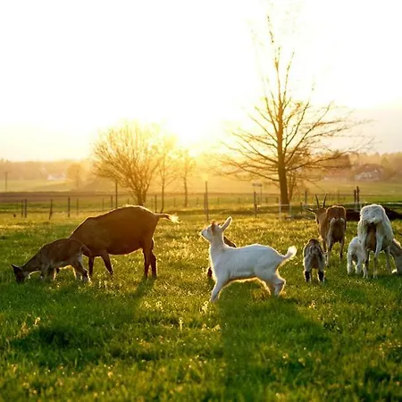 Séjour à la ferme Fortun Estate - Apartmaji Ob Reki Kolpi