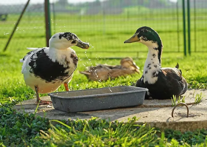 Fortun Estate - Apartmaji Ob Reki Kolpi Metlika