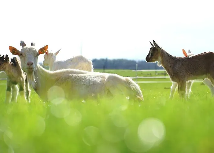 Fortun Estate - Apartmaji Ob Reki Kolpi *