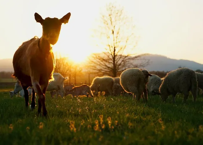 Fortun Estate - Apartmaji Ob Reki Kolpi Κατάλυμα σε φάρμα Metlika
