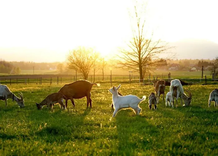 Farm stay Fortun Estate - Apartmaji Ob Reki Kolpi